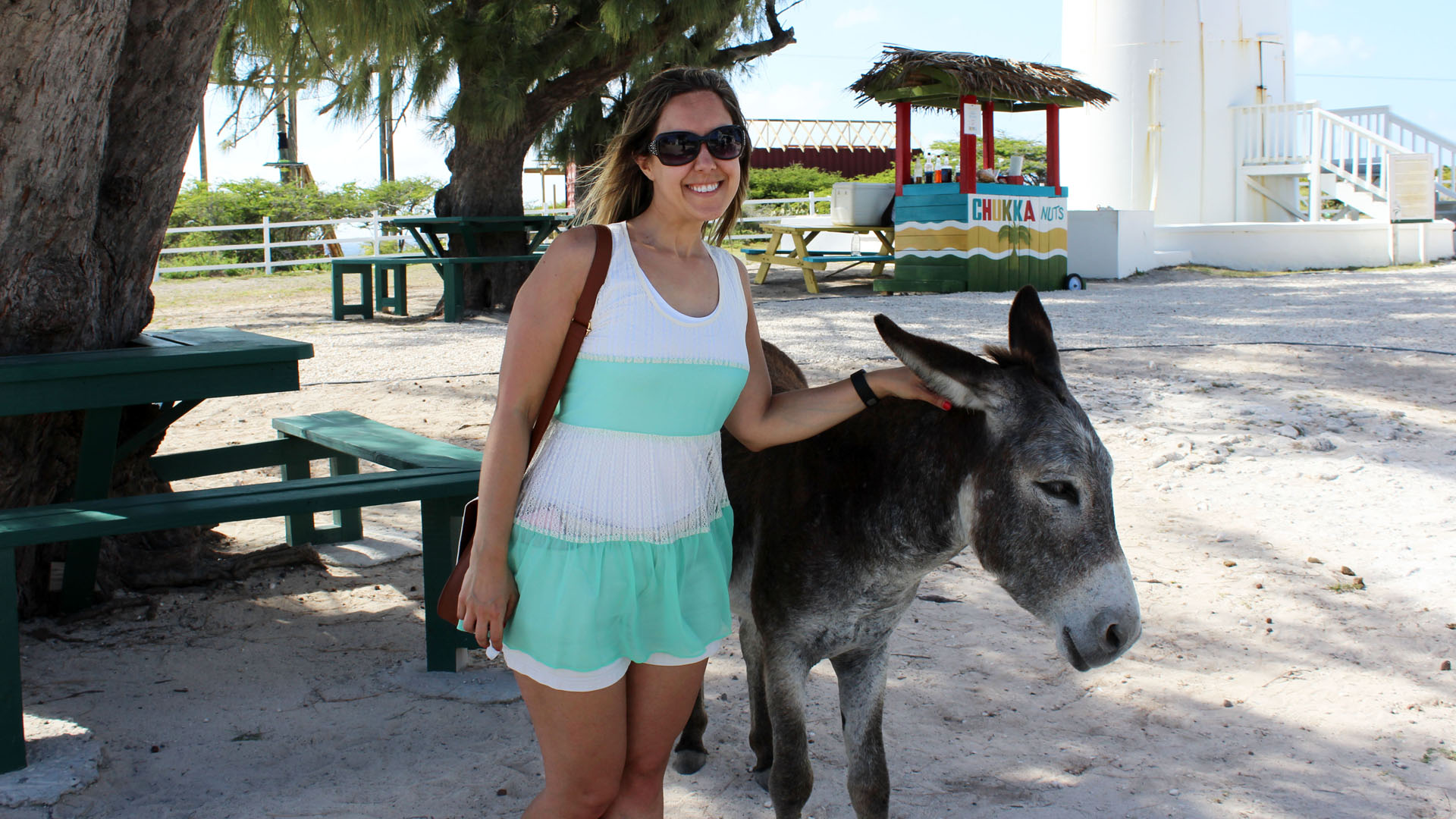 Donkeys at Grand Turk Lighthouse