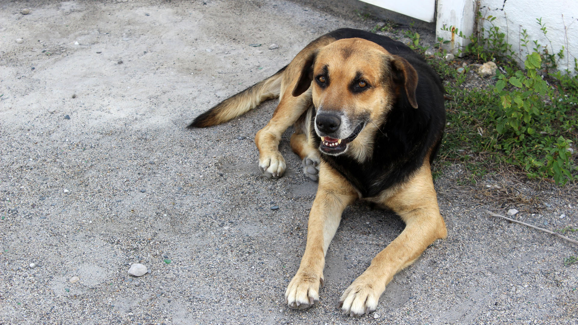 Street dog