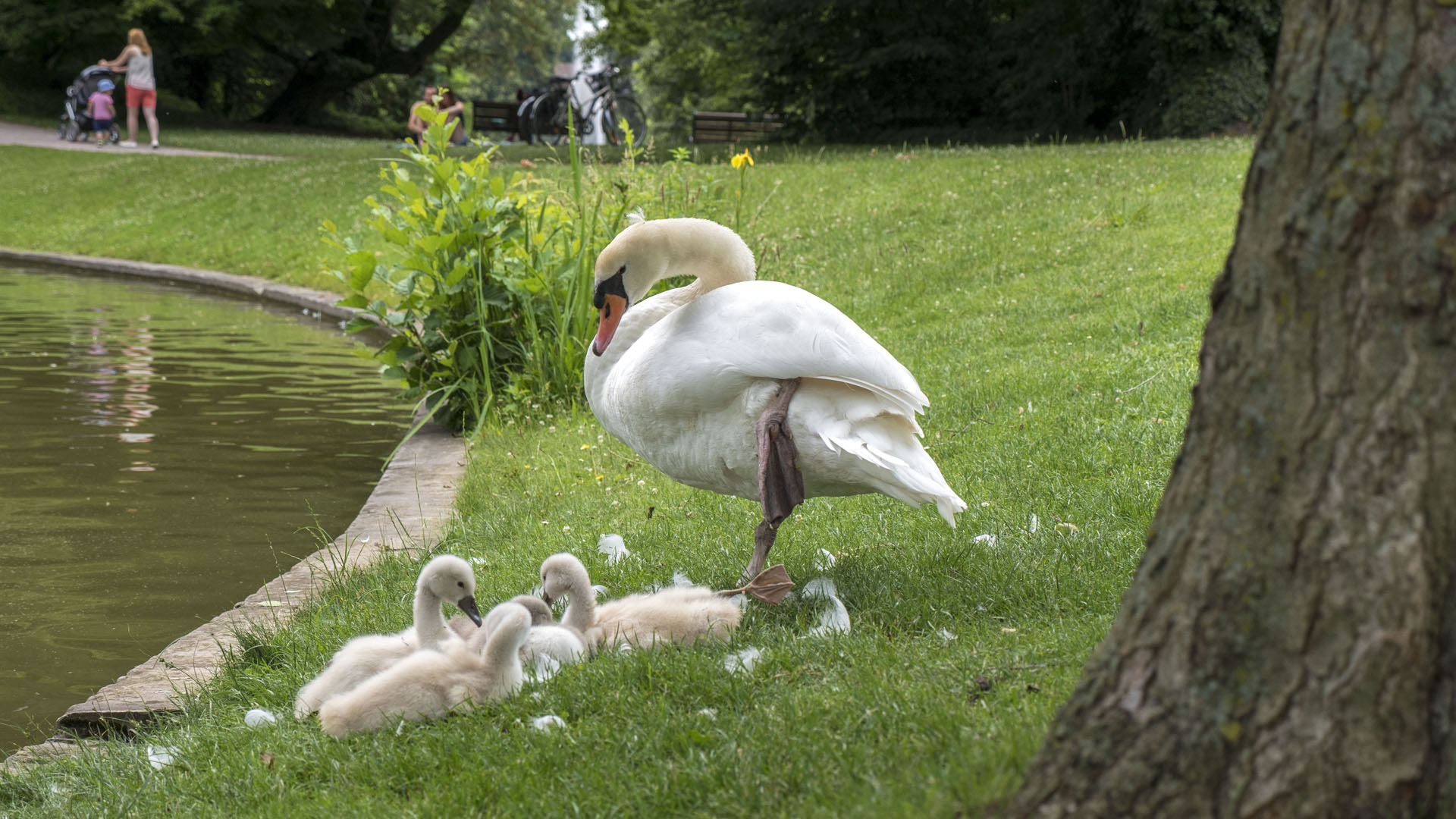 Park L'orangerie Strasbourg