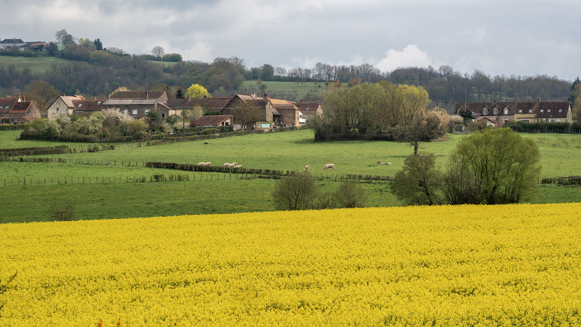 Yellow flowers and canola fields in France