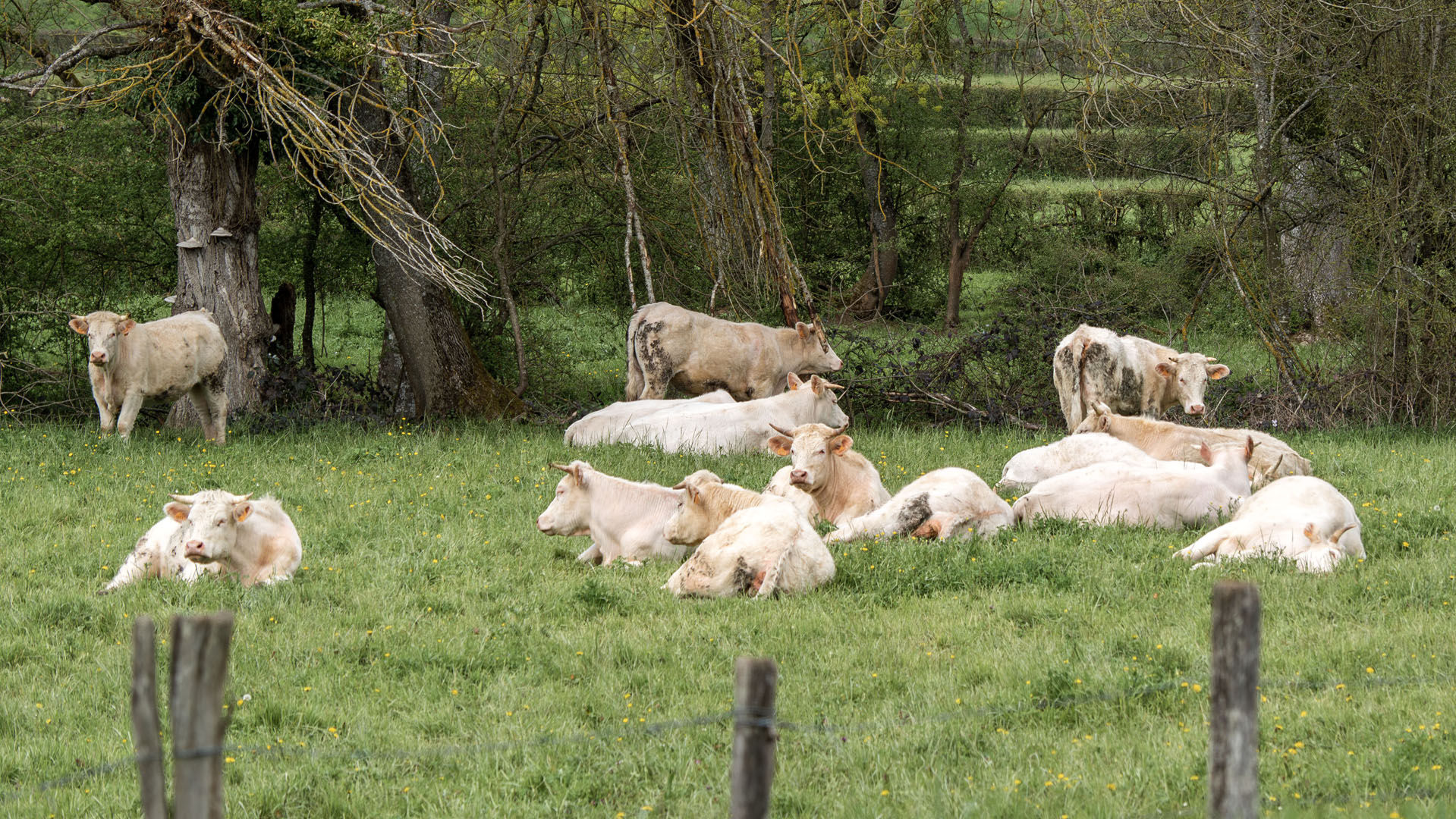 Cows in France