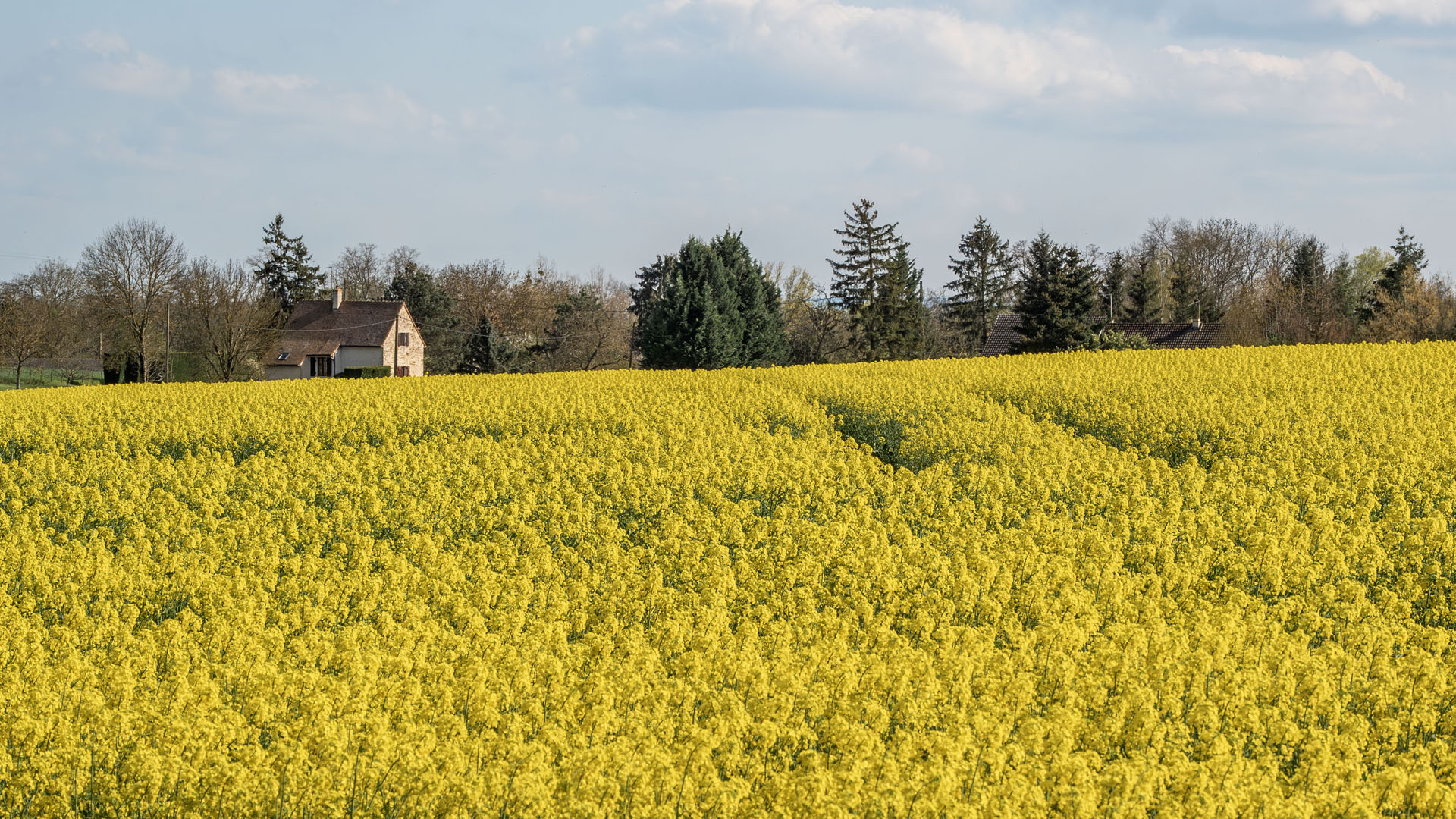 Canola fields of yellow flowers in France