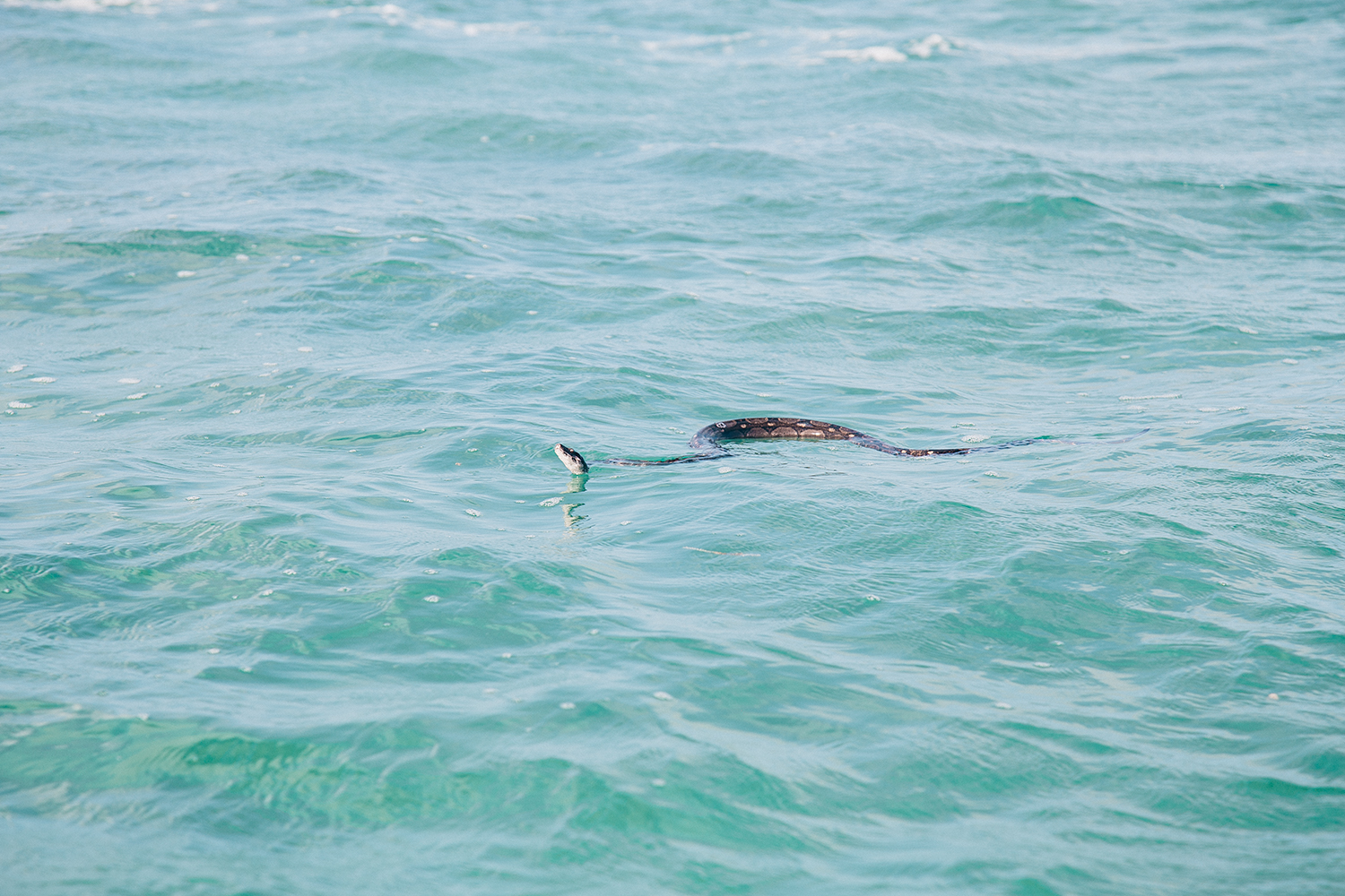 Sian Ka'an Biosphere Reserve in Mexico - Boa constrictor in the water
