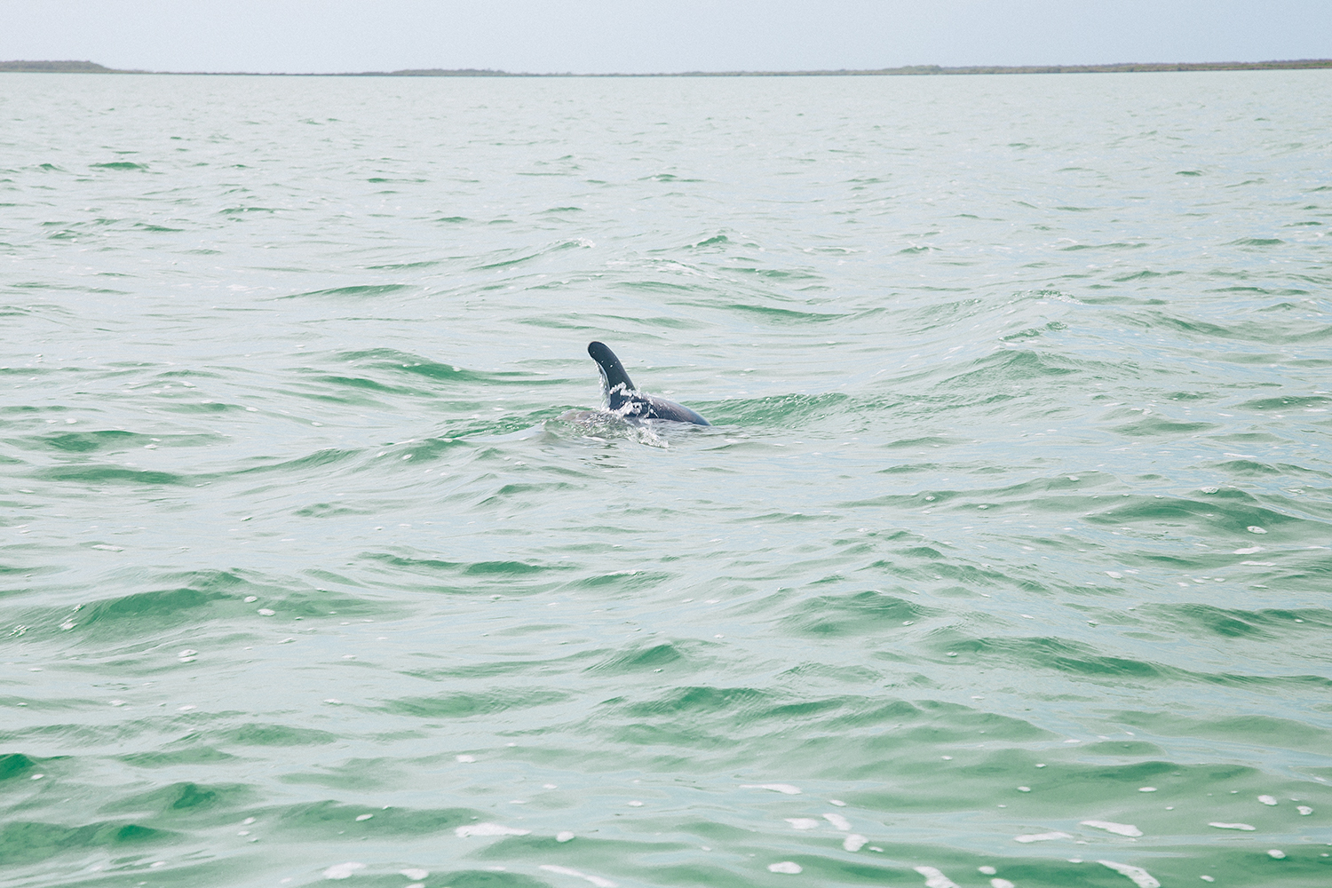 Eco-Friendly Tours and Excursions in Mexico - Dolphin watching