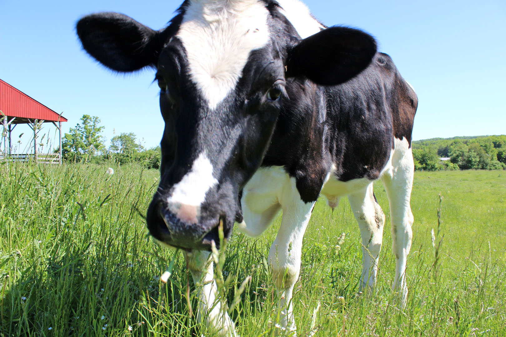 Cow at Farm Sanctuary