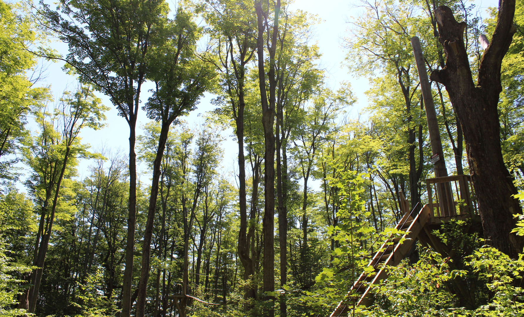 Treetop Canopy Tour