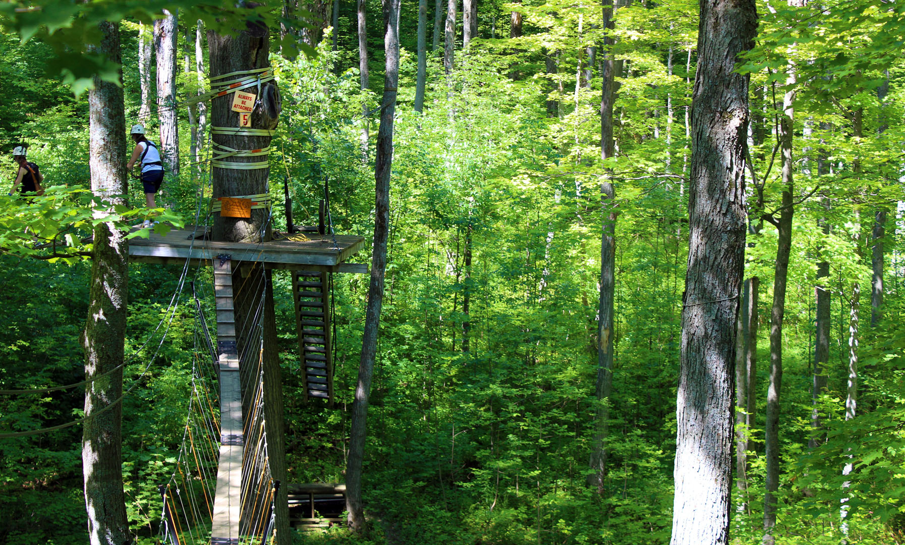 Treetop Canopy Tour