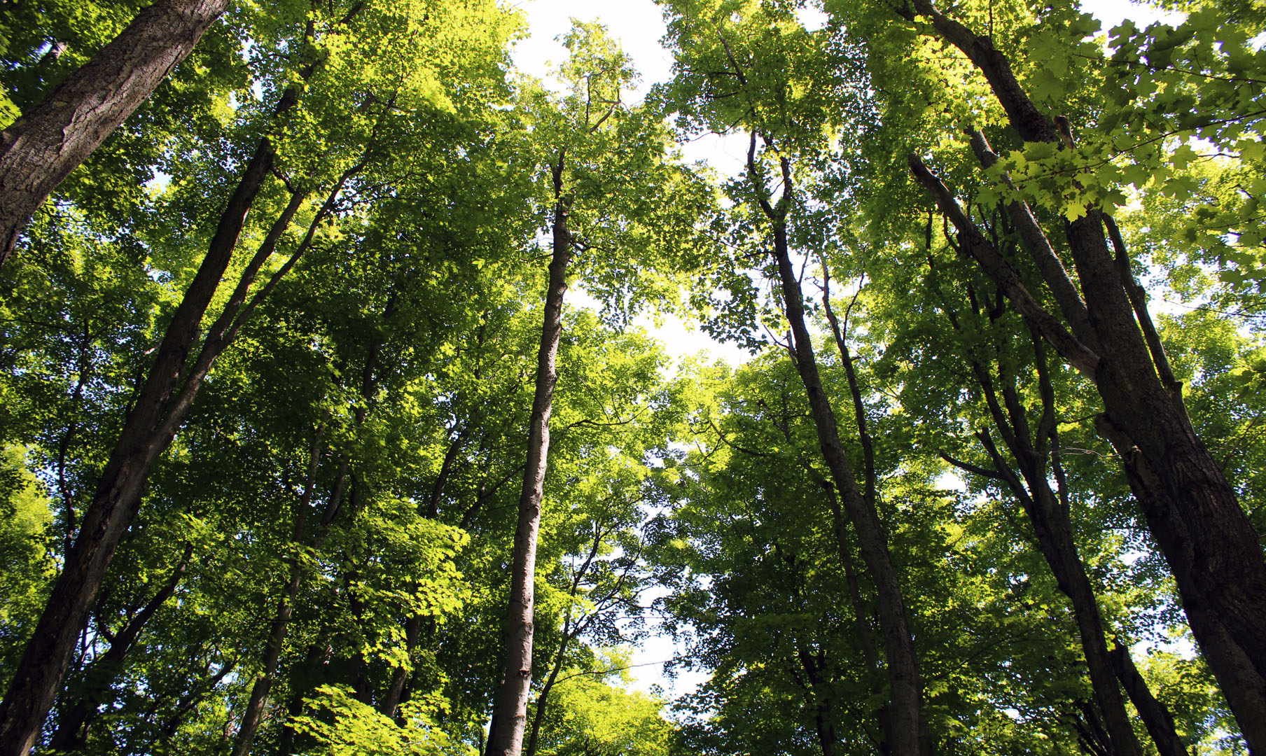 Treetop Canopy Tour