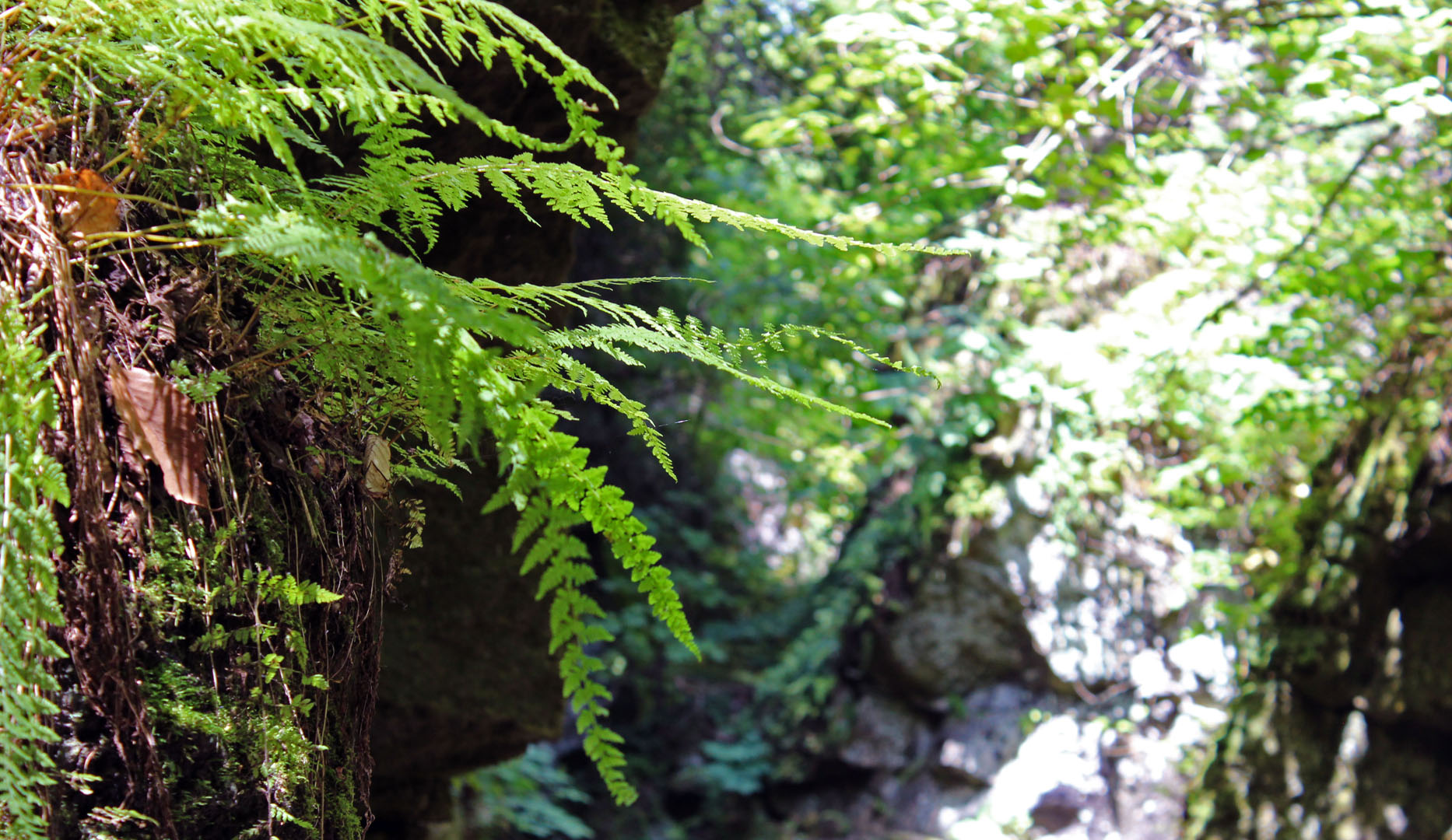 Scenic Caves Nature Adventures