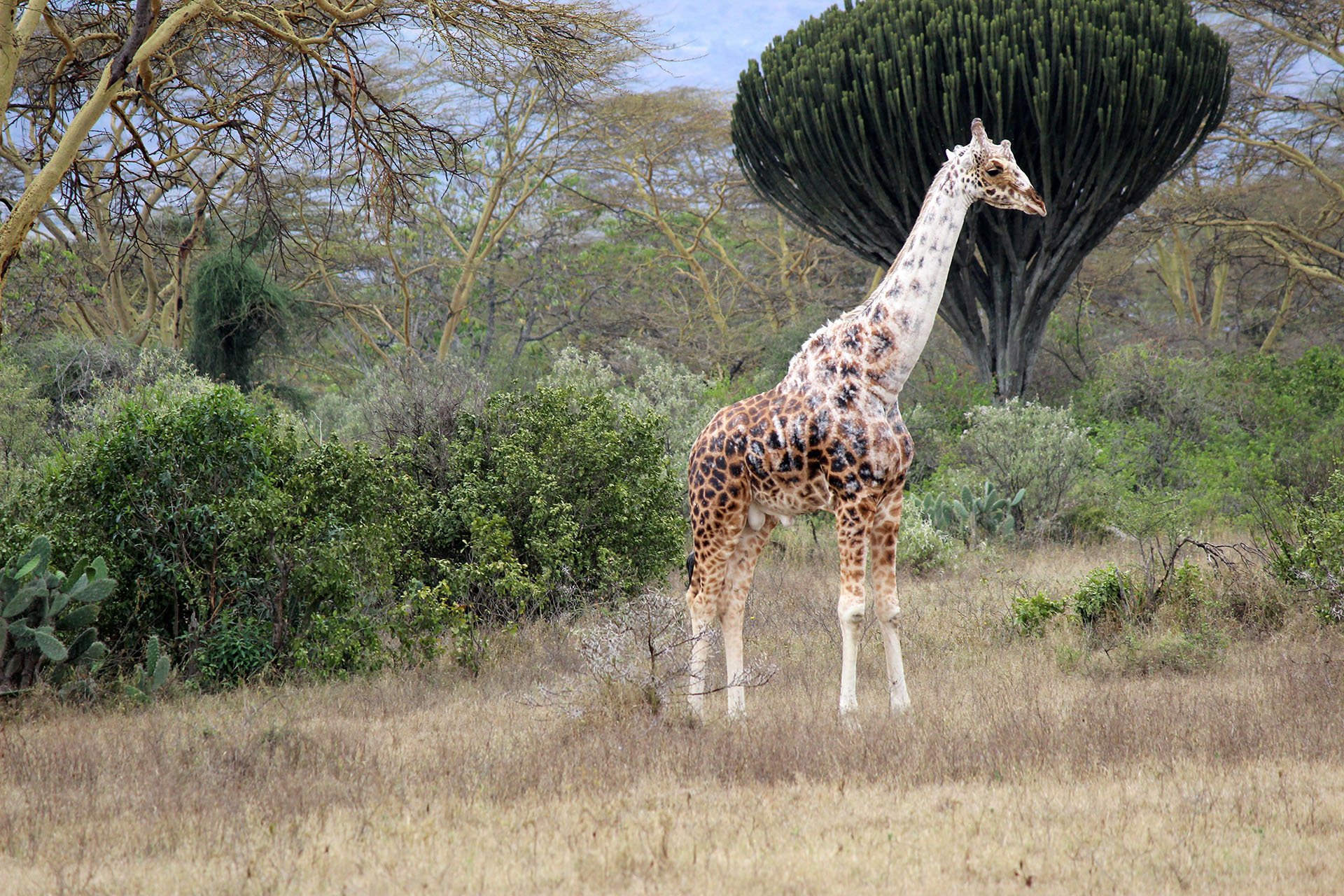 White Giraffe