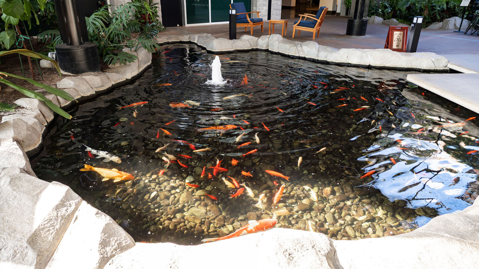 Koi Pond at The Parkside Hotel & Spa