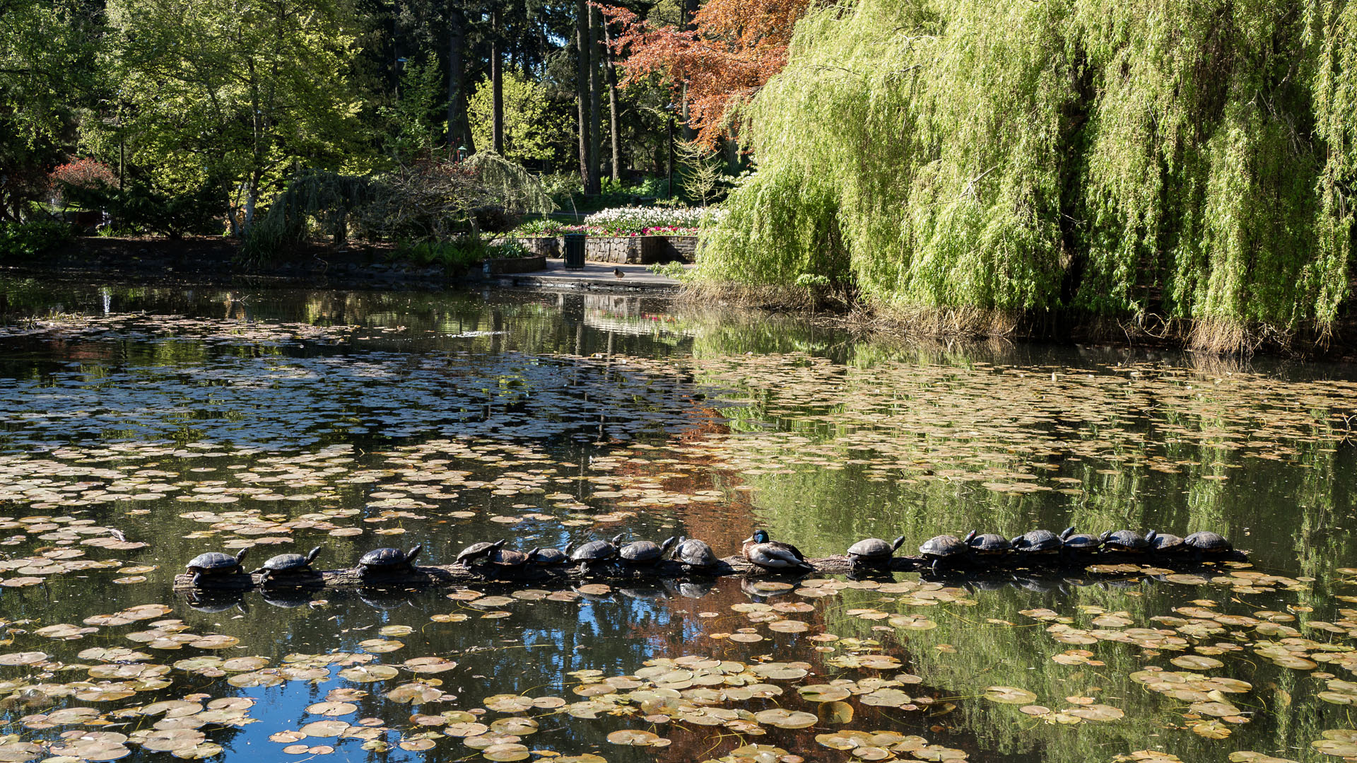 Beacon Hill Park