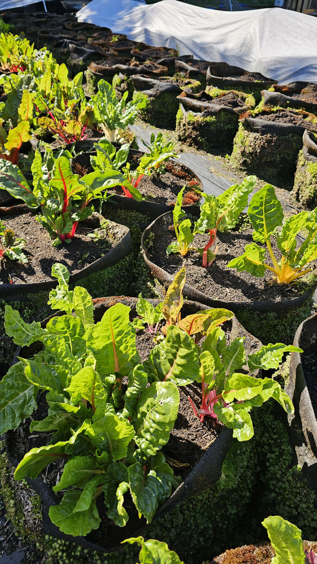 FED Urban Farm