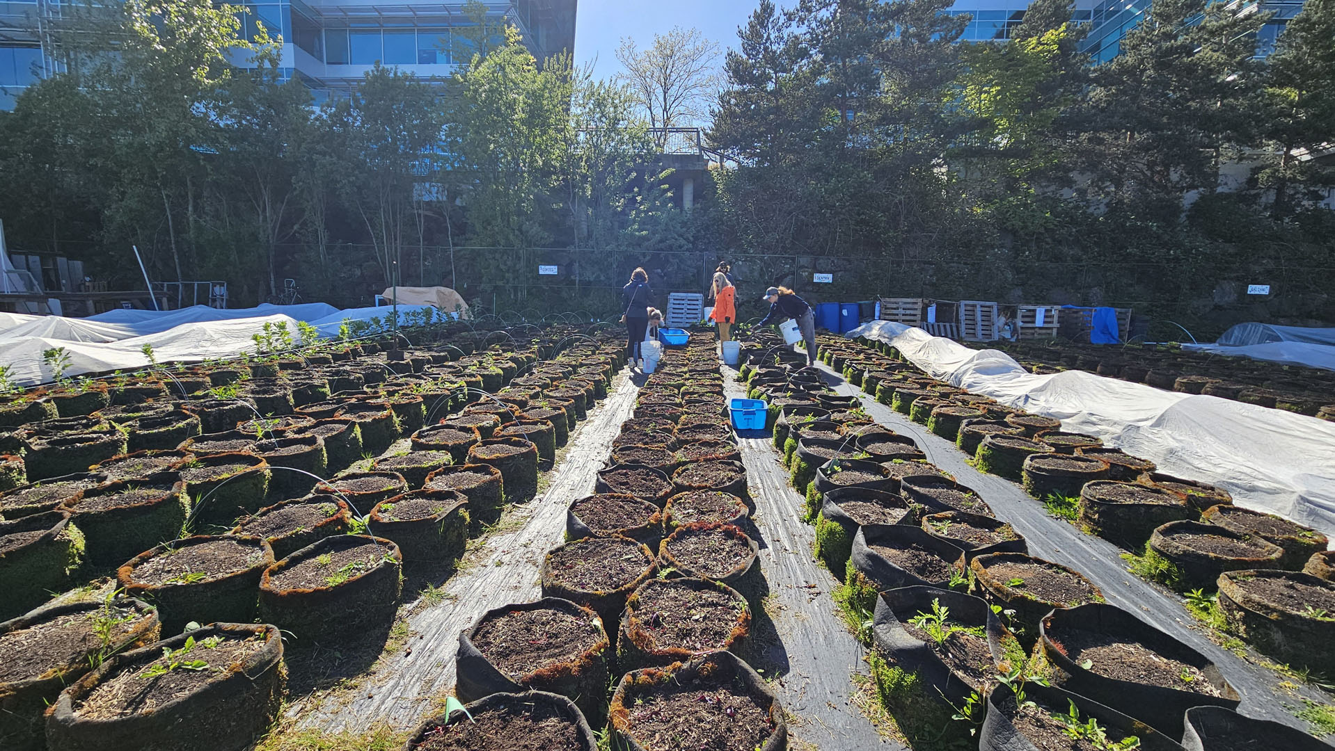 FED Urban Farm