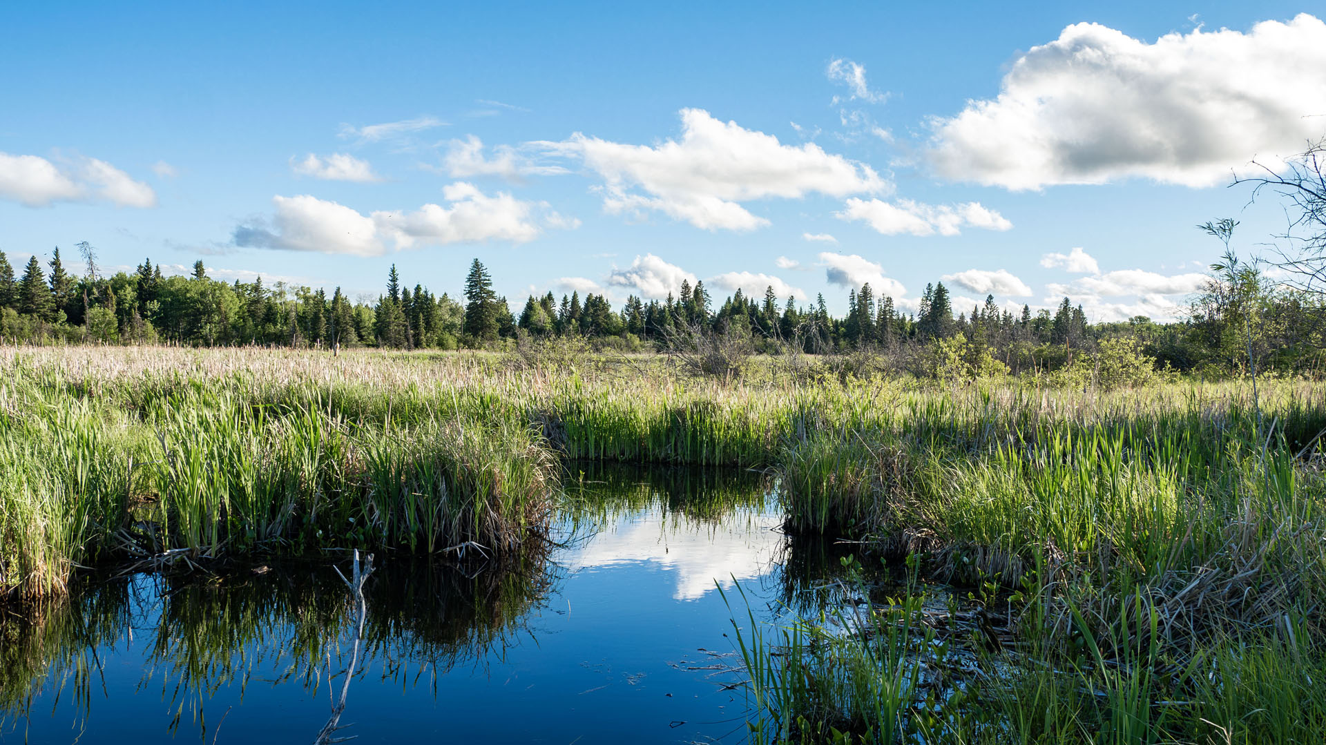 Ominik Marsh Trail - Things to do in Riding Mountain National Park