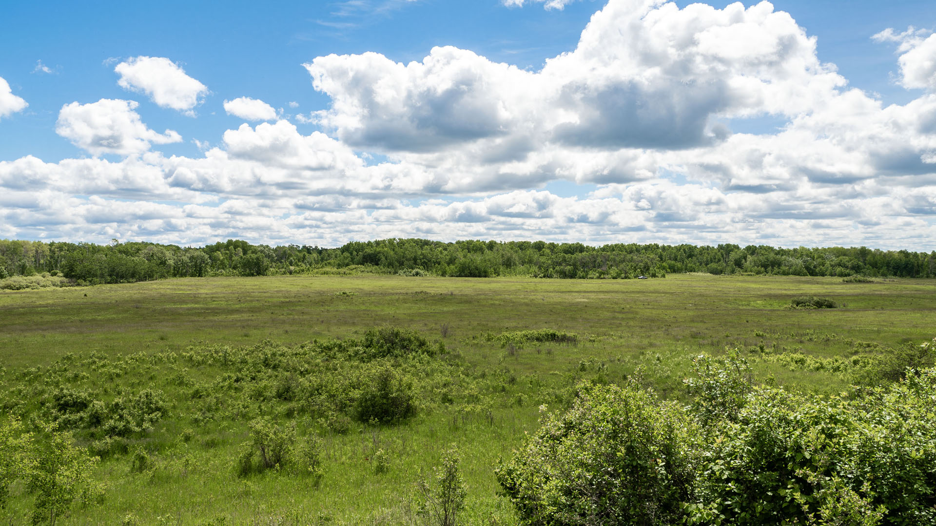 Lake Audy Bison Exhibit