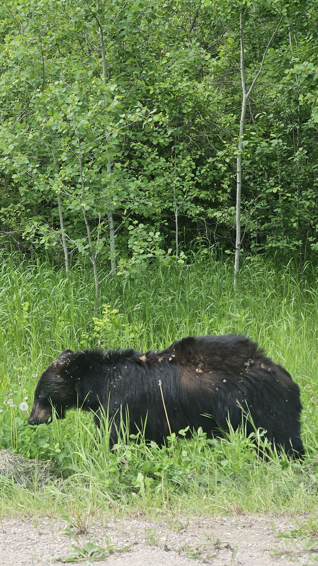 Bear at Riding Mountain National Park