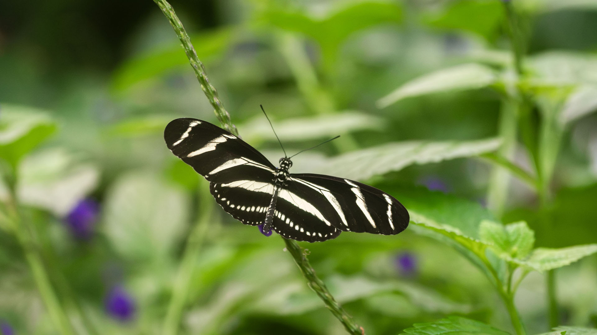 Niagara Parks Butterfly Conservatory