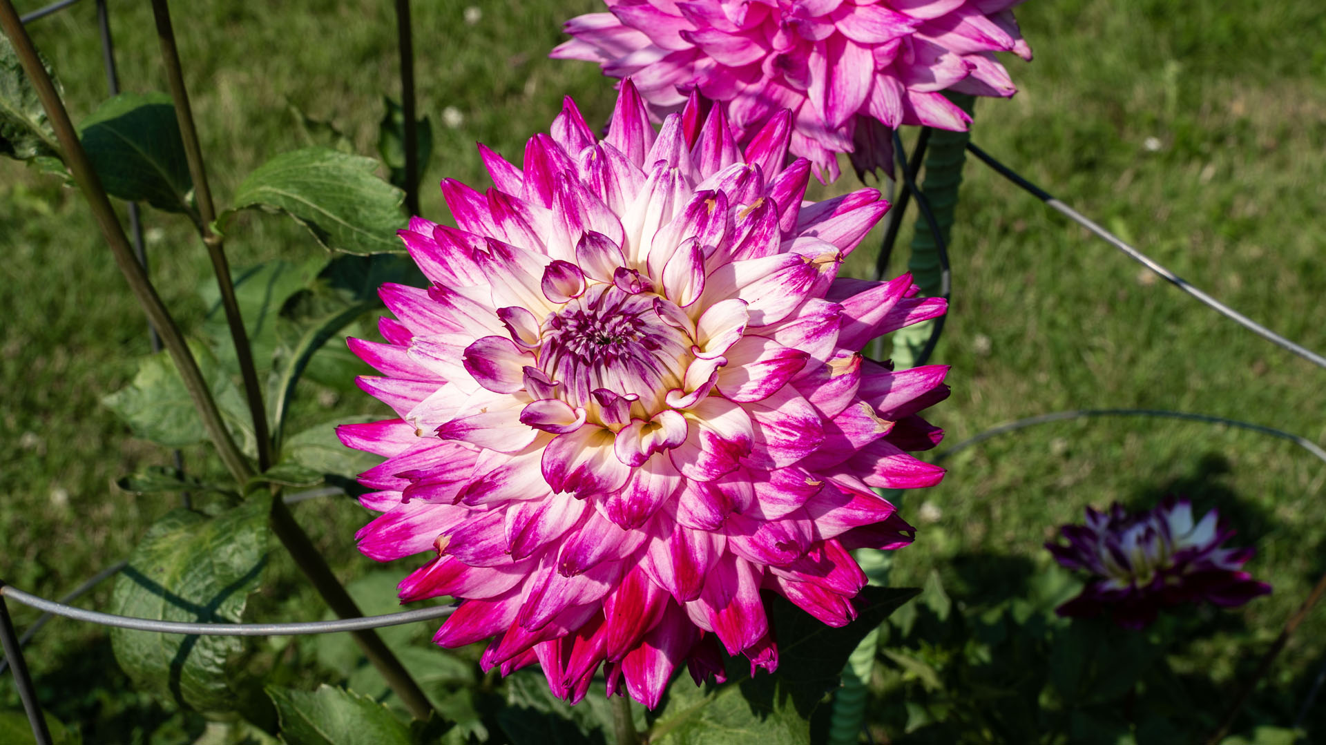 Halifax Public Gardens