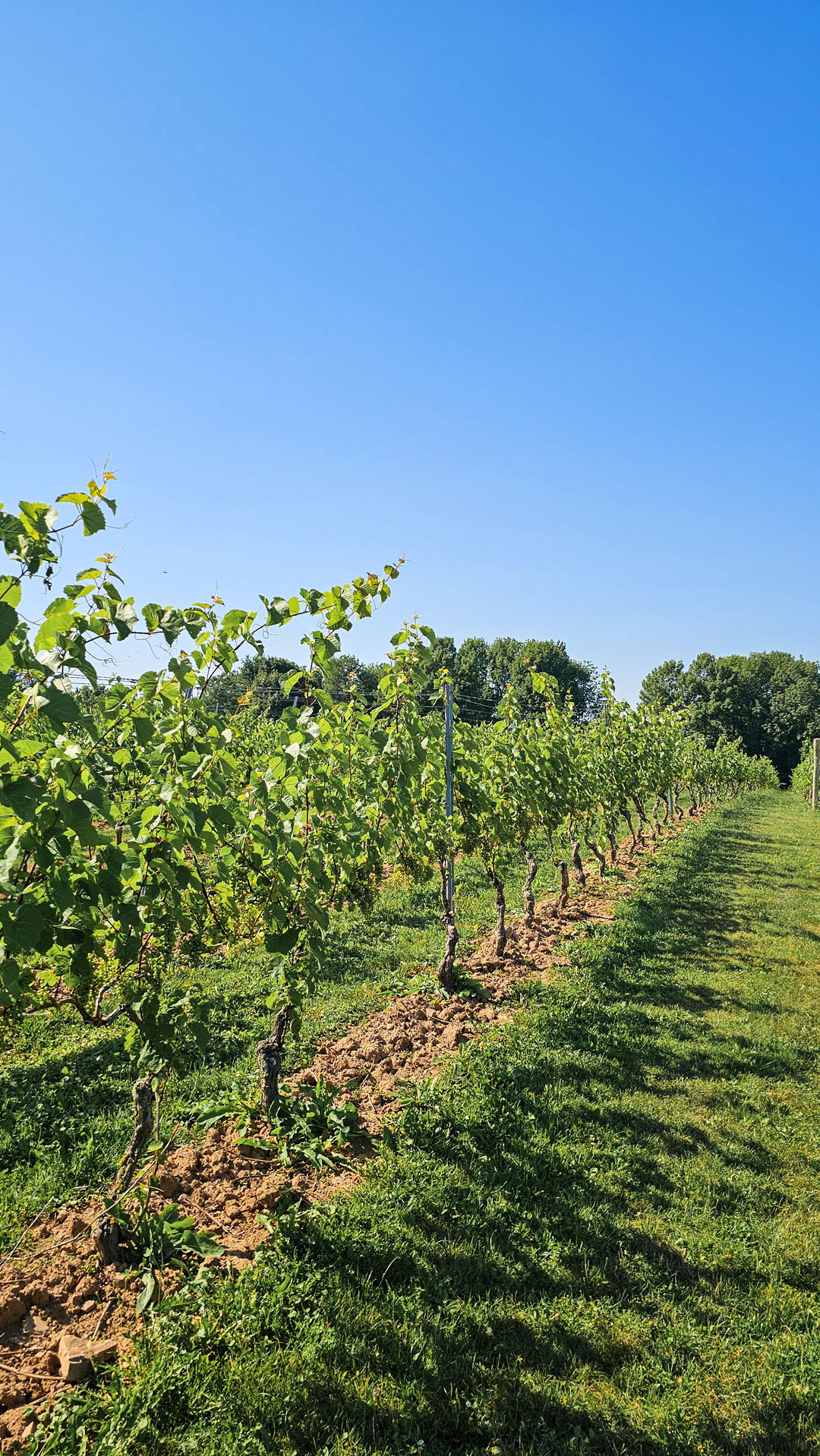 Domaine de Grand Pre Winery
