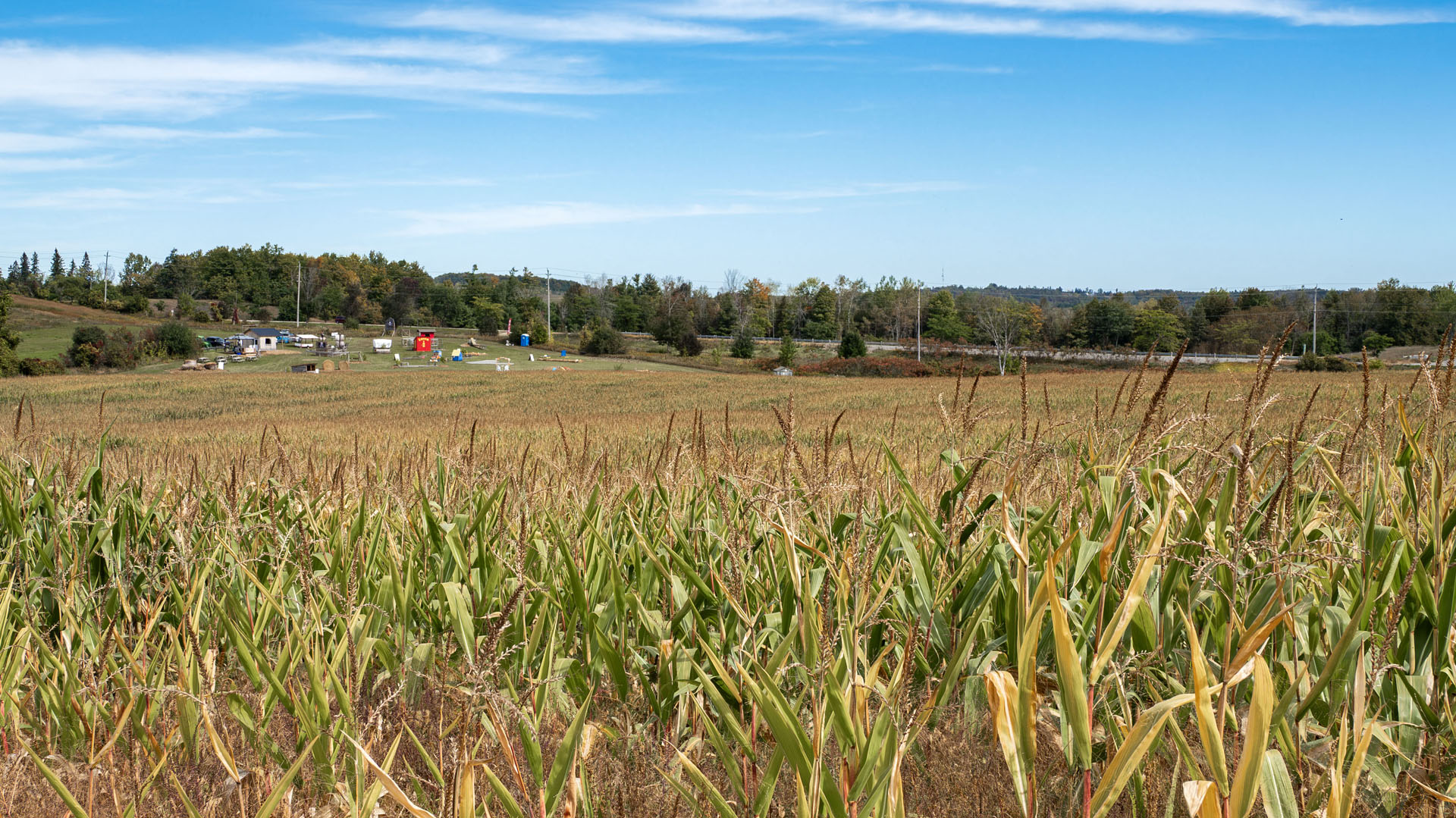 Buzzing Bees Adventure Farm - Corn Maze Escape Room