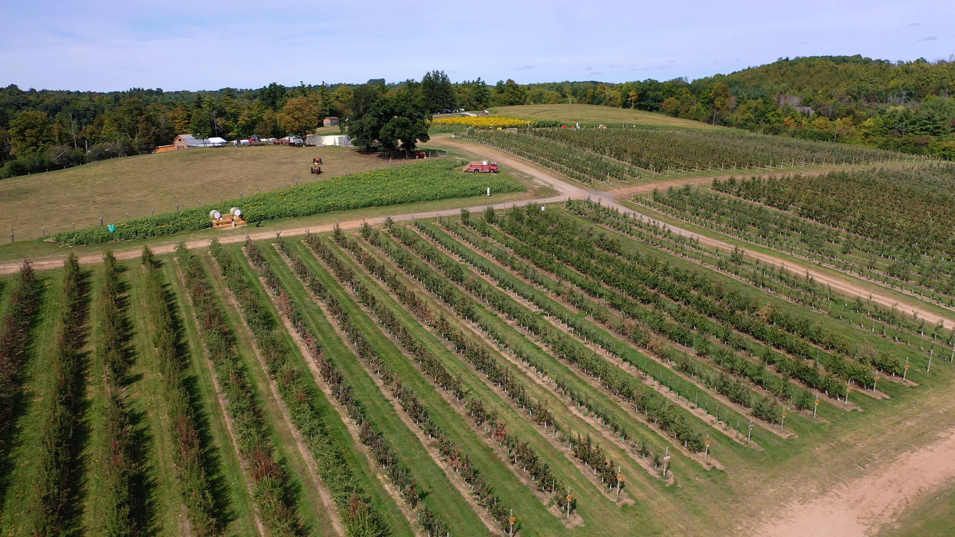 Apple orchards from above