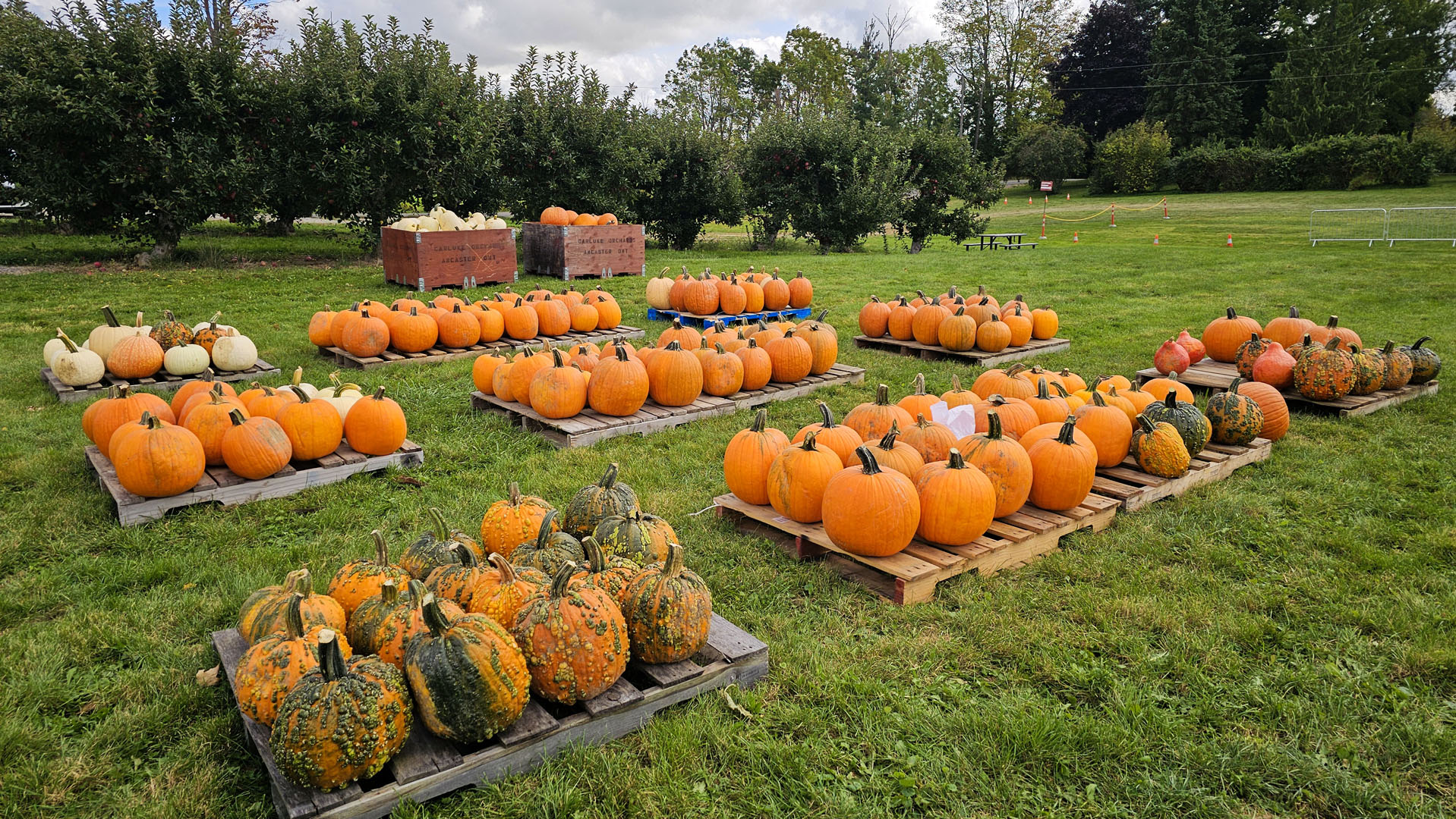 Carluke Orchards Pumpkins