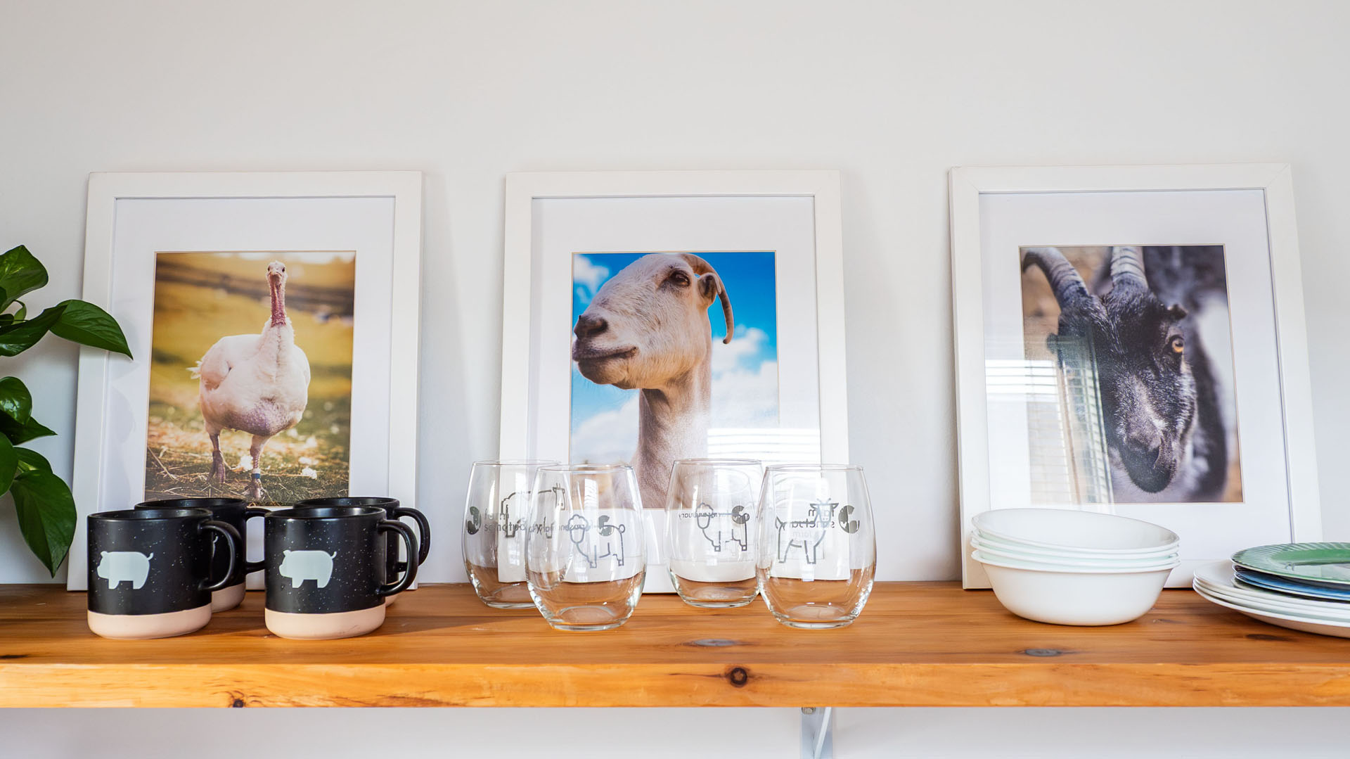 Photos of animals in Tiny House at Farm Sanctuary