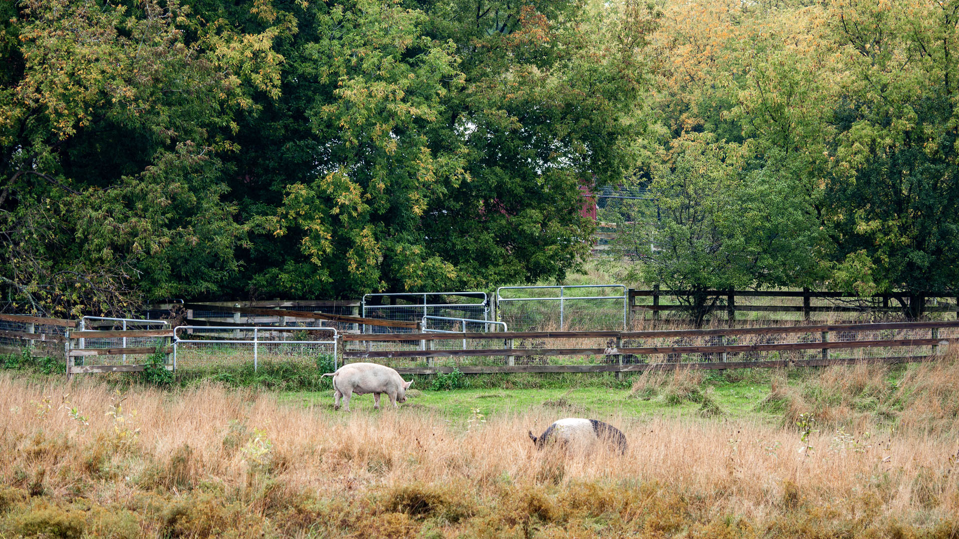 Pigs in the pasture at Farm Sanctuary