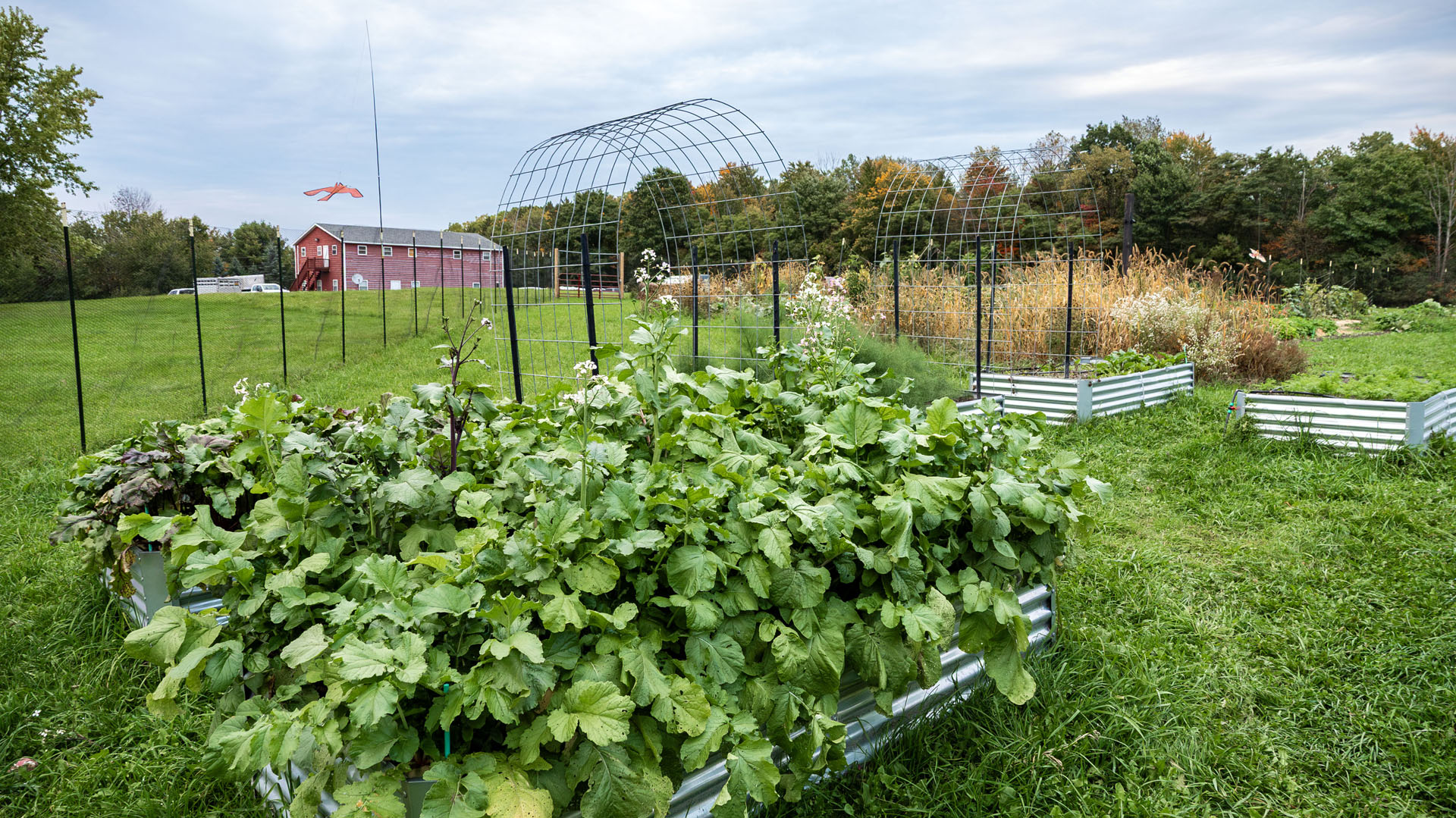 Pollinator Garden Farm Sanctaury