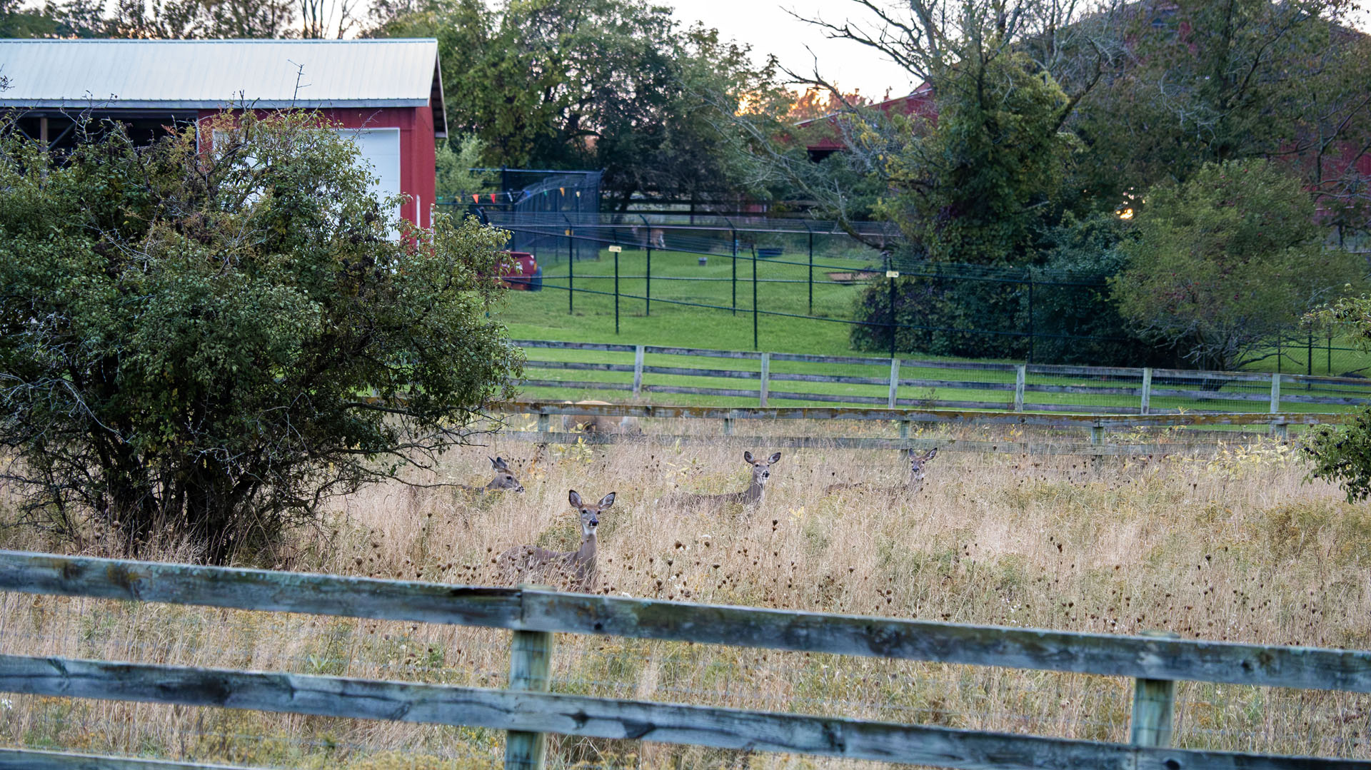 Deer in the pastures at Farm Sanctuary Watkins Glen