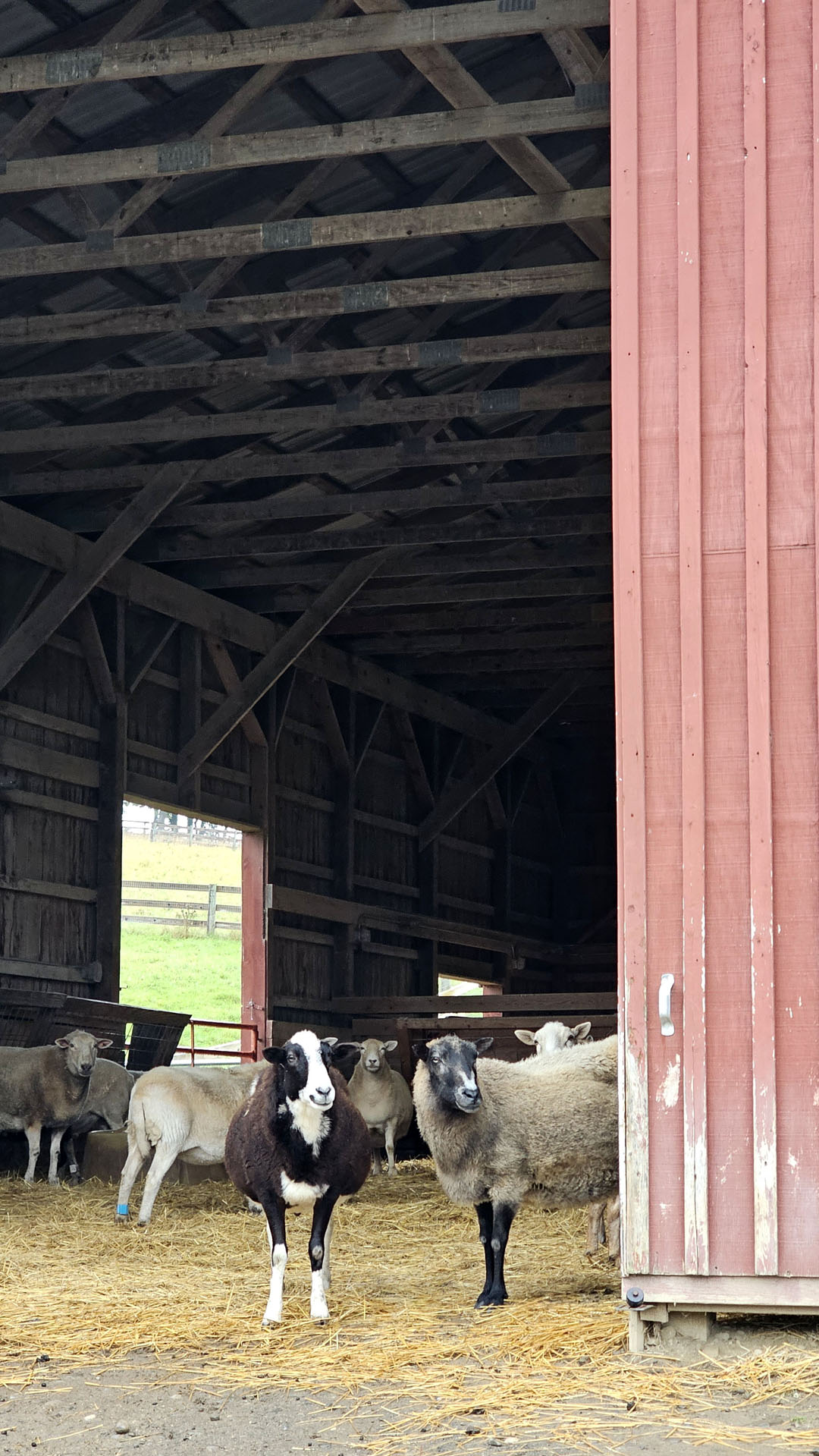 Sheep at the sheep barn