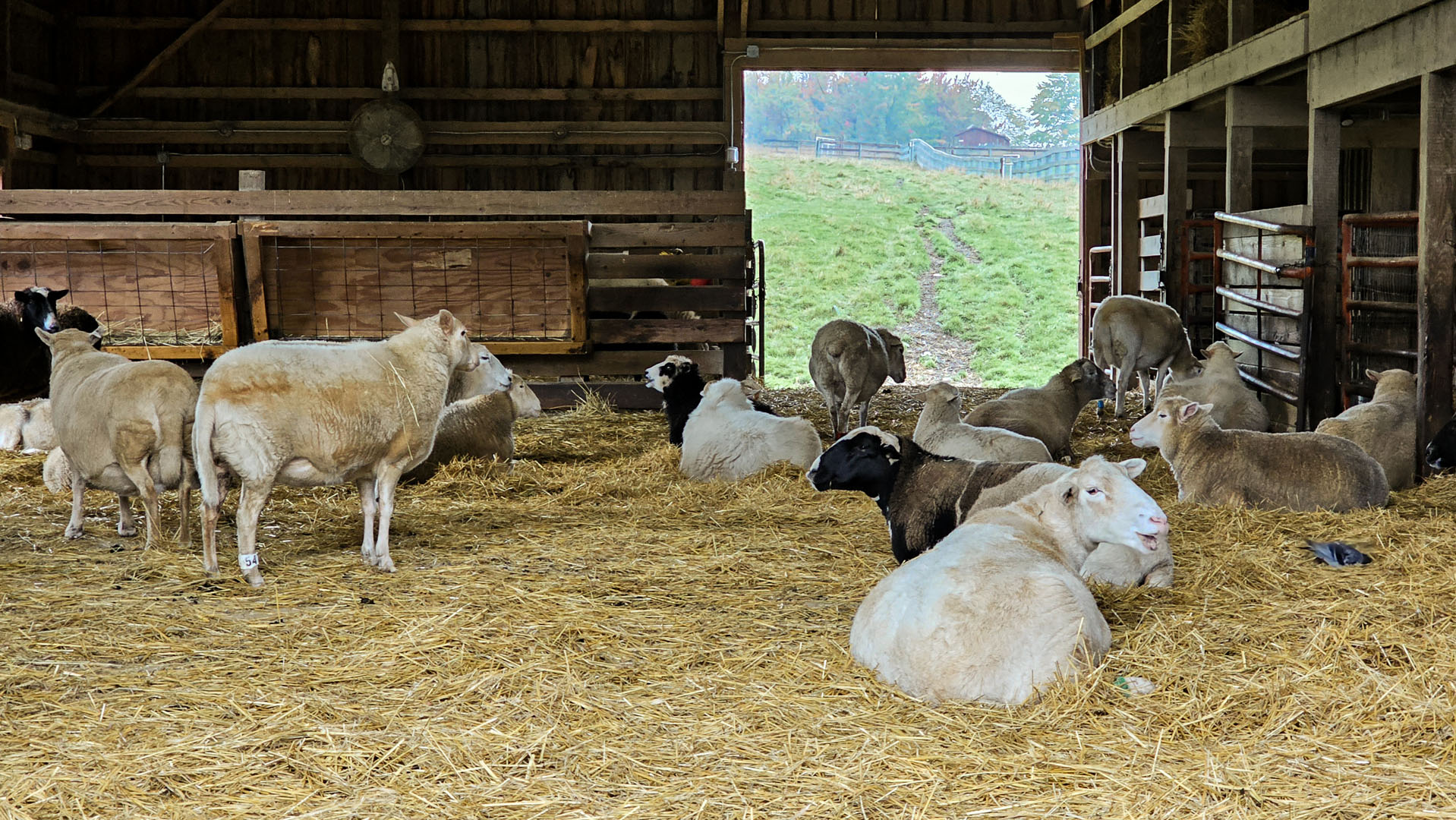 Farm Sanctuary Tour