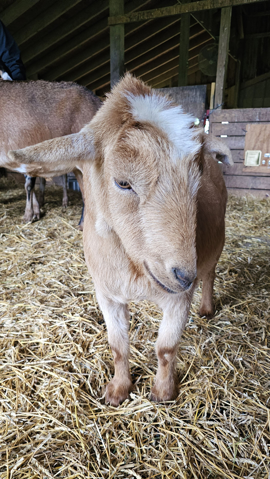 Goat at Farm Sanctuary