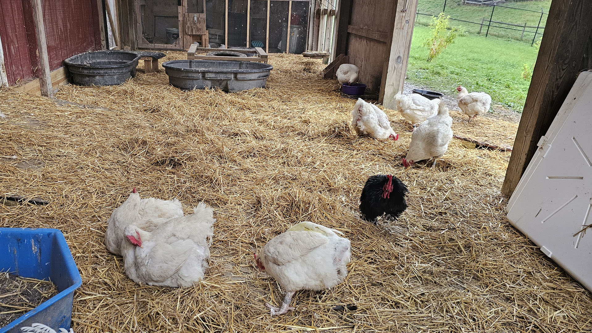 Chickens at Farm Sanctuary