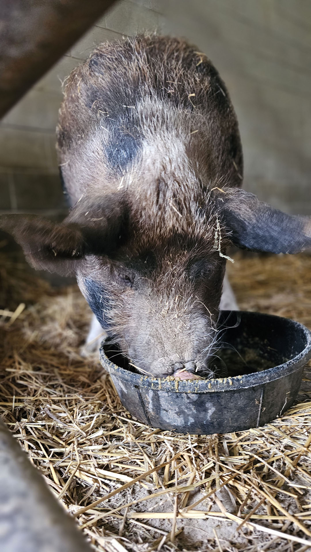 Pig at Farm Sanctuary