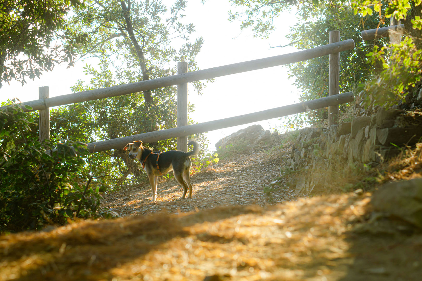 Camino de Santiago with your dog