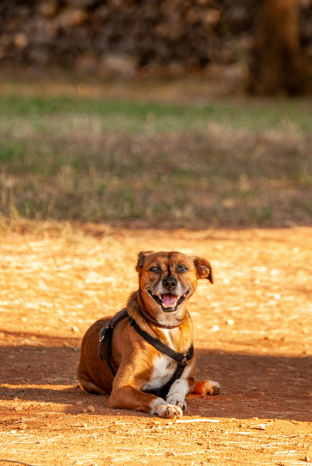 Walking the Camino with a dog