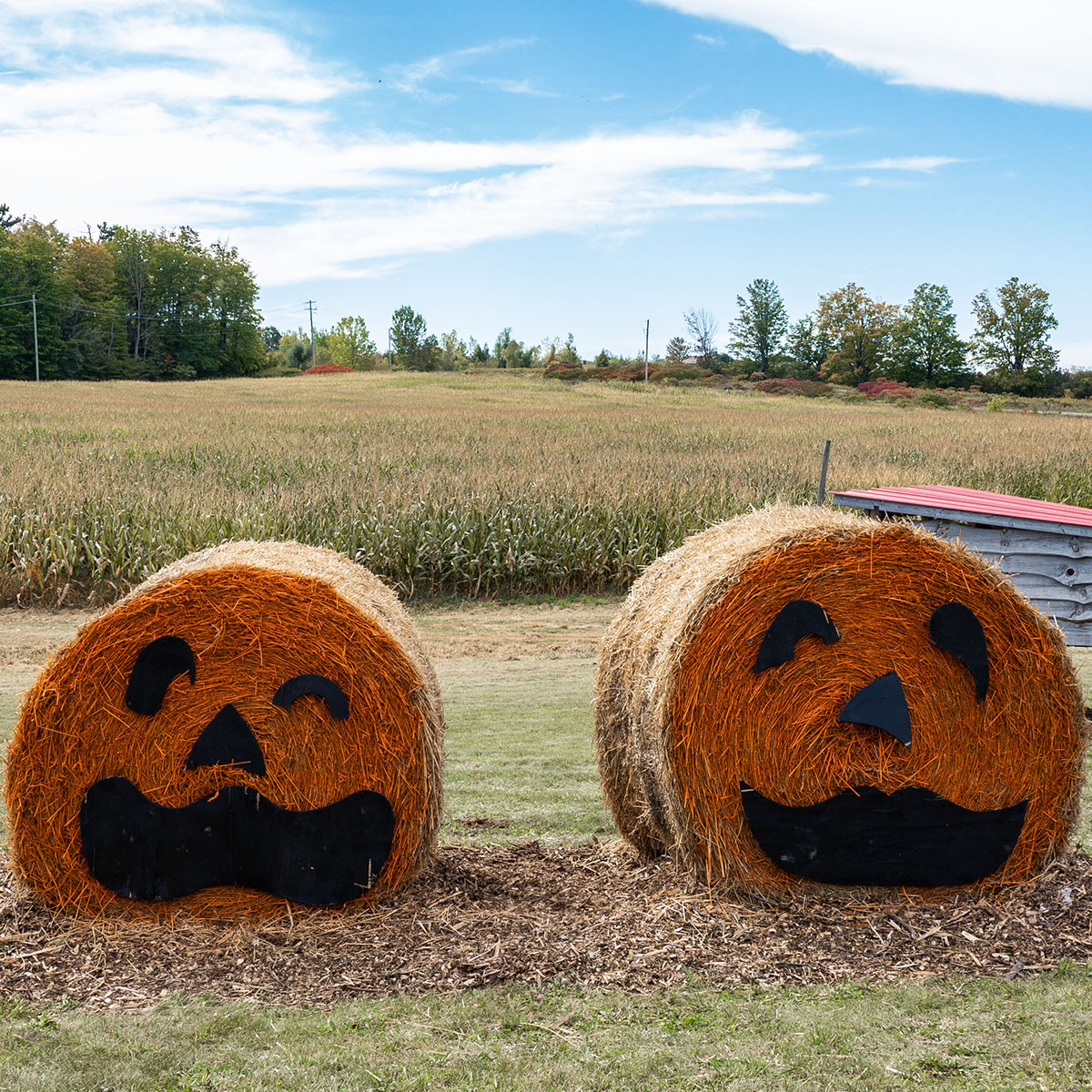 Best Things to Do in Durham Region in the Fall